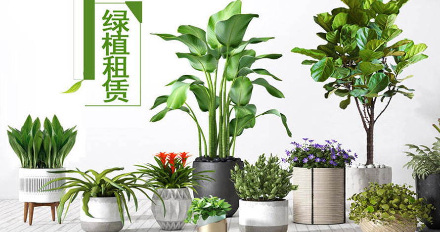 绿植租赁招商入驻平台：打造绿色商业新生态