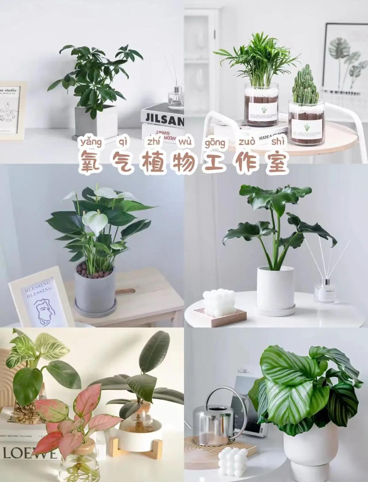 ins风绿植布置 高颜值ins风绿植,轻松养出森林氧吧