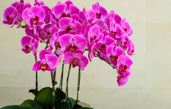 http://yangzhinew.oss-cn-hangzhou.aliyuncs.com/data/upload/2025-04-18/2ed88e9c2d1f615c24b198cccb59a4fbfaaafa8b.png