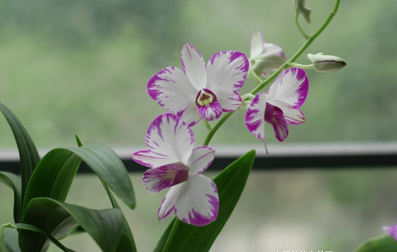 http://yangzhinew.oss-cn-hangzhou.aliyuncs.com/data/upload/2025-04-18/3411a3a96a3fe68e2cbd2b26c777ab39ad62e197.png