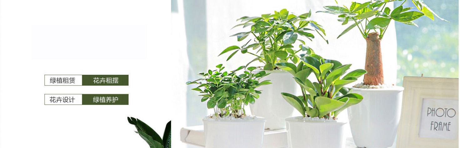 【绿植新经济，共创合伙人】氧植绿植平台诚邀首批城市合作伙伴——低门槛入局，共享万亿绿色赛道红利！