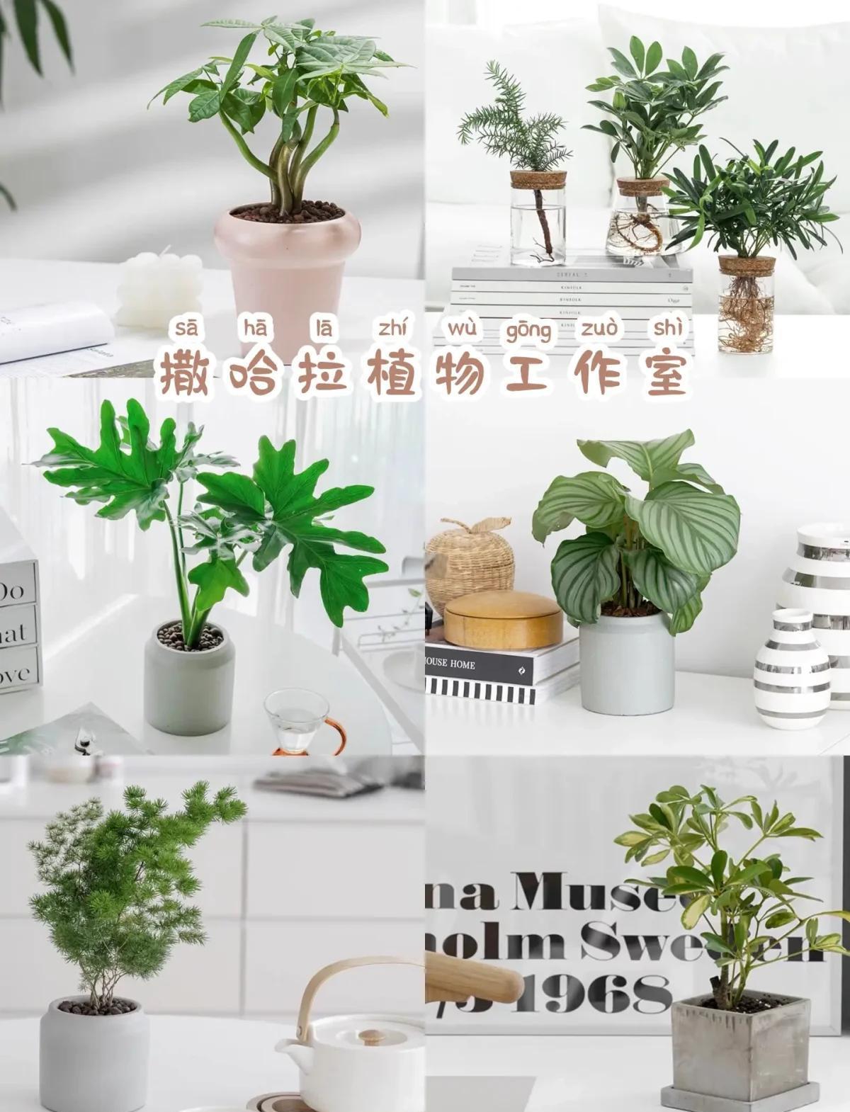 绿植养护手册