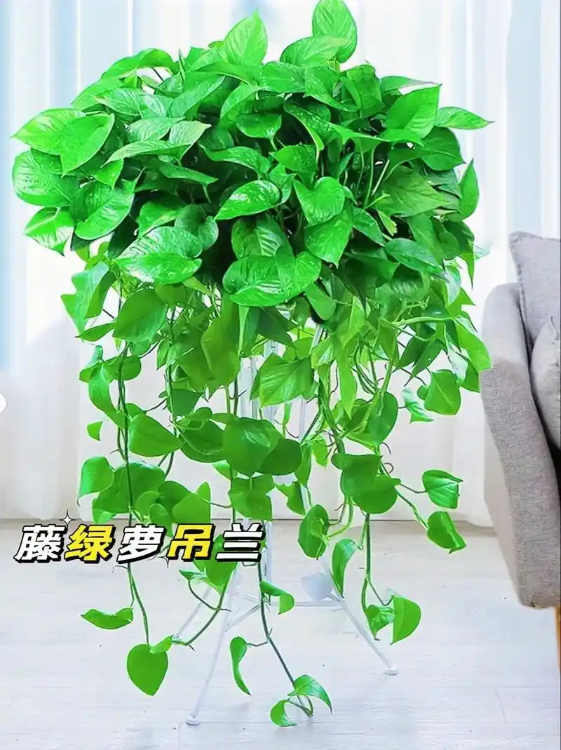  春天给绿萝换盆时，一定要在盆里放一把“它”，能让绿萝春天疯长
