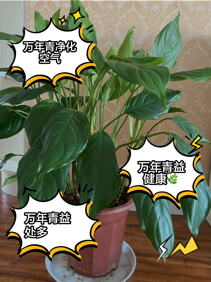 http://yangzhinew.oss-cn-hangzhou.aliyuncs.com/data/upload/2025-04-21/1e3169601d115965923e9c11fae8947198297b46.png