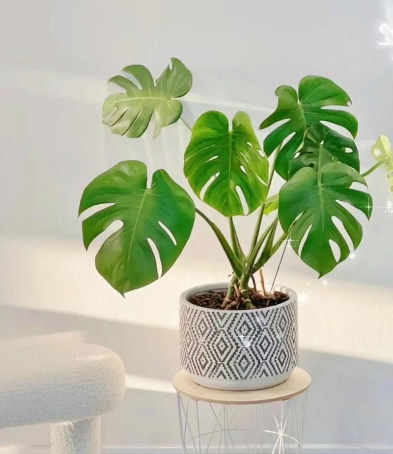  龟背竹能放在卧室吗？卧室适合养什么花和植物好