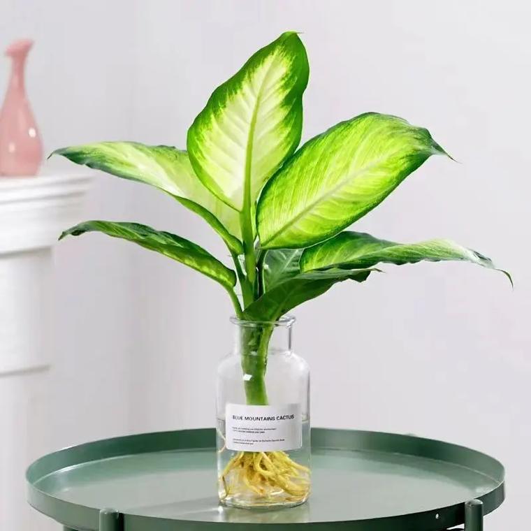 万年青,绿植租赁，绿植购买,鲜花租赁，鲜花购买