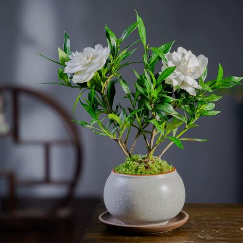 栀子花