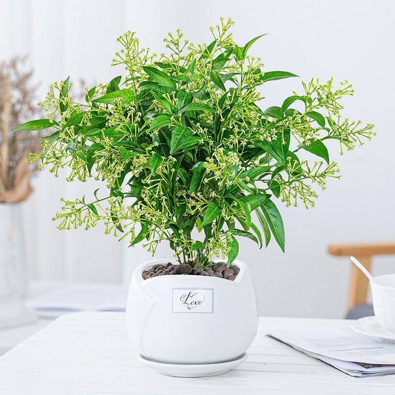 绿植租赁，绿植购买,鲜花租赁，鲜花购买