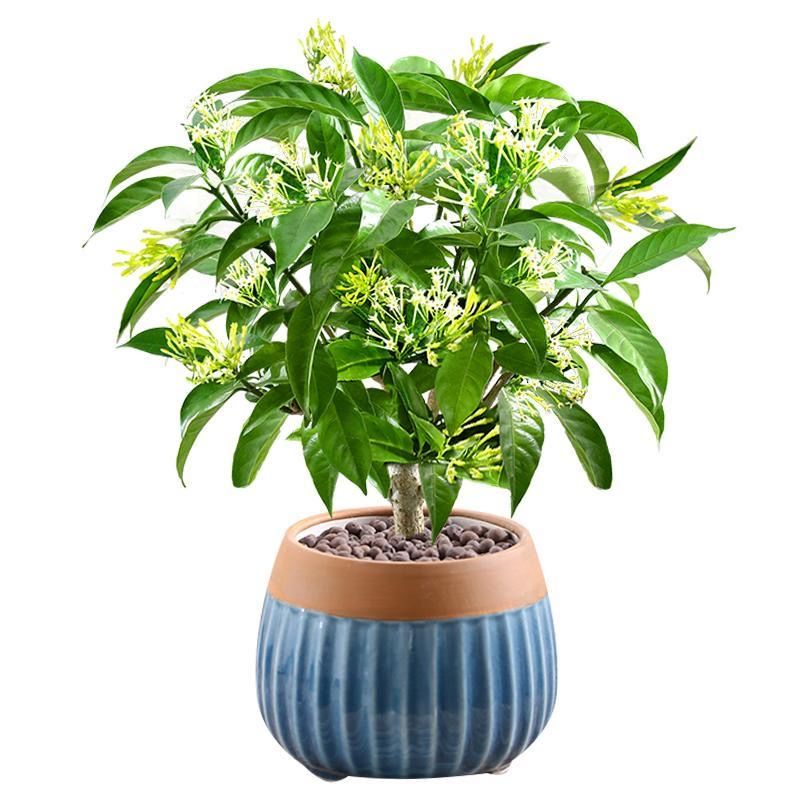 绿植租赁，绿植购买,鲜花租赁，鲜花购买
