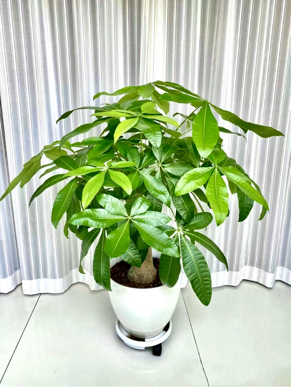 绿植租赁，绿植购买,鲜花租赁，鲜花购买