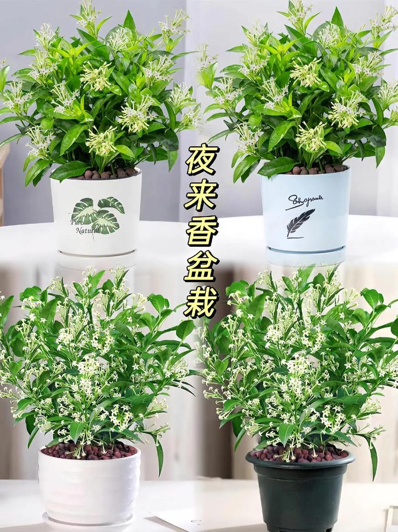 http://yangzhinew.oss-cn-hangzhou.aliyuncs.com/data/upload/2025-04-22/66ee8c39e30634932403f96d407f9d83e3616fdc.png
