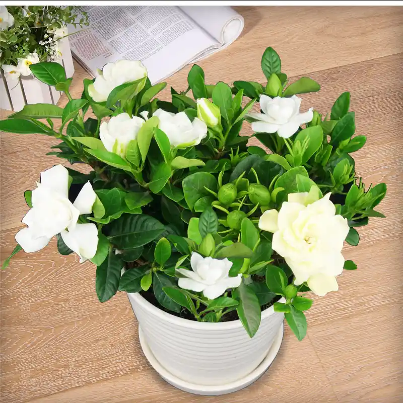 http://yangzhinew.oss-cn-hangzhou.aliyuncs.com/data/upload/2025-04-22/6729f3f6d77953d30477ece90f9bb7afae2407f0.png