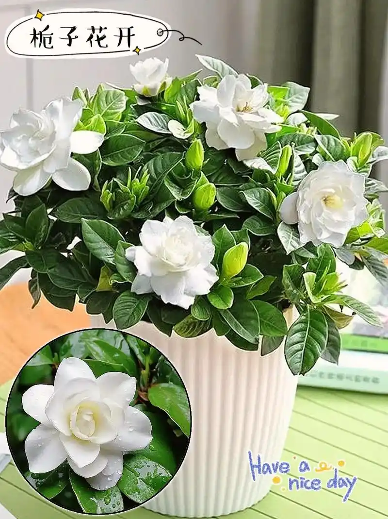 http://yangzhinew.oss-cn-hangzhou.aliyuncs.com/data/upload/2025-04-22/899e85a12d604daf6b0e8902c2fba1082ca96990.png