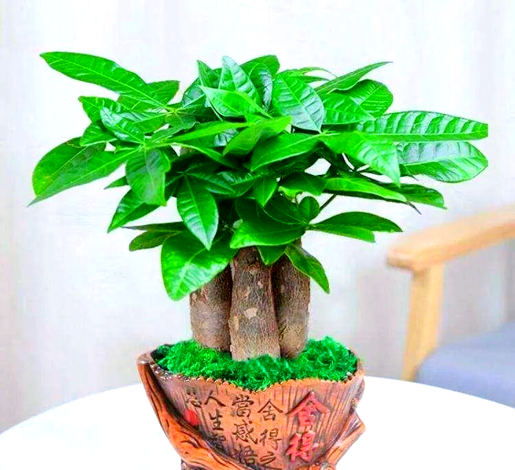绿植租赁，绿植购买,鲜花租赁，鲜花购买