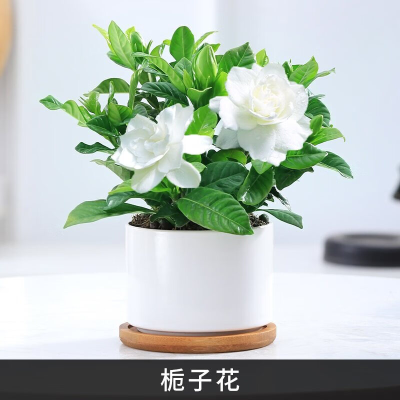 栀子花