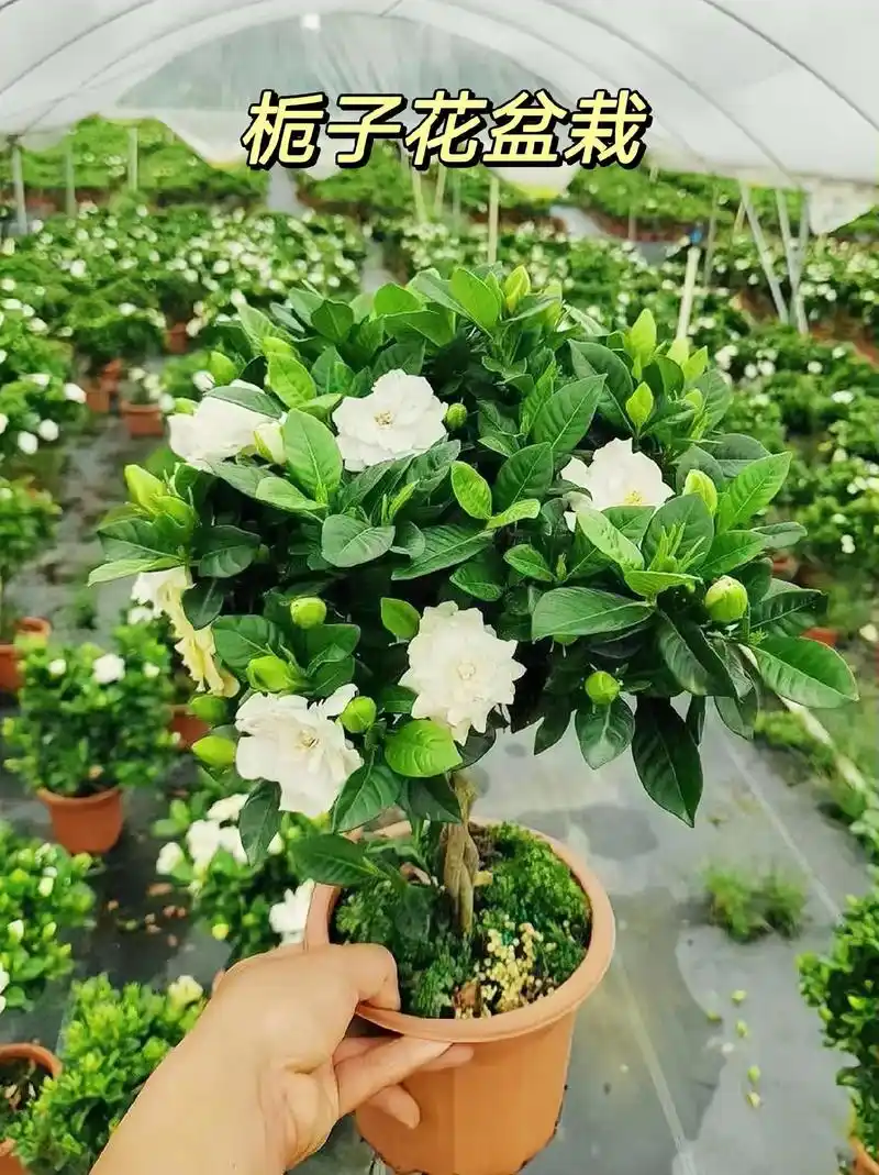 栀子花