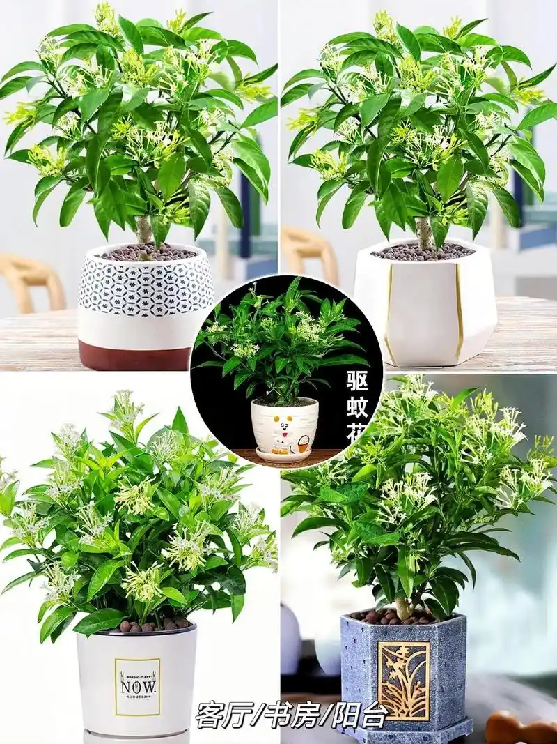 http://yangzhinew.oss-cn-hangzhou.aliyuncs.com/data/upload/2025-04-22/cd934207eb003003d3fde1f4a766907798f188ac.png