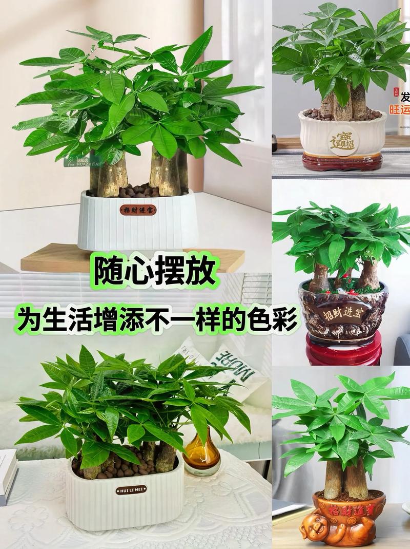 http://yangzhinew.oss-cn-hangzhou.aliyuncs.com/data/upload/2025-04-22/d163dd54024a33f2bdfb30631e3b89609230b9a3.png