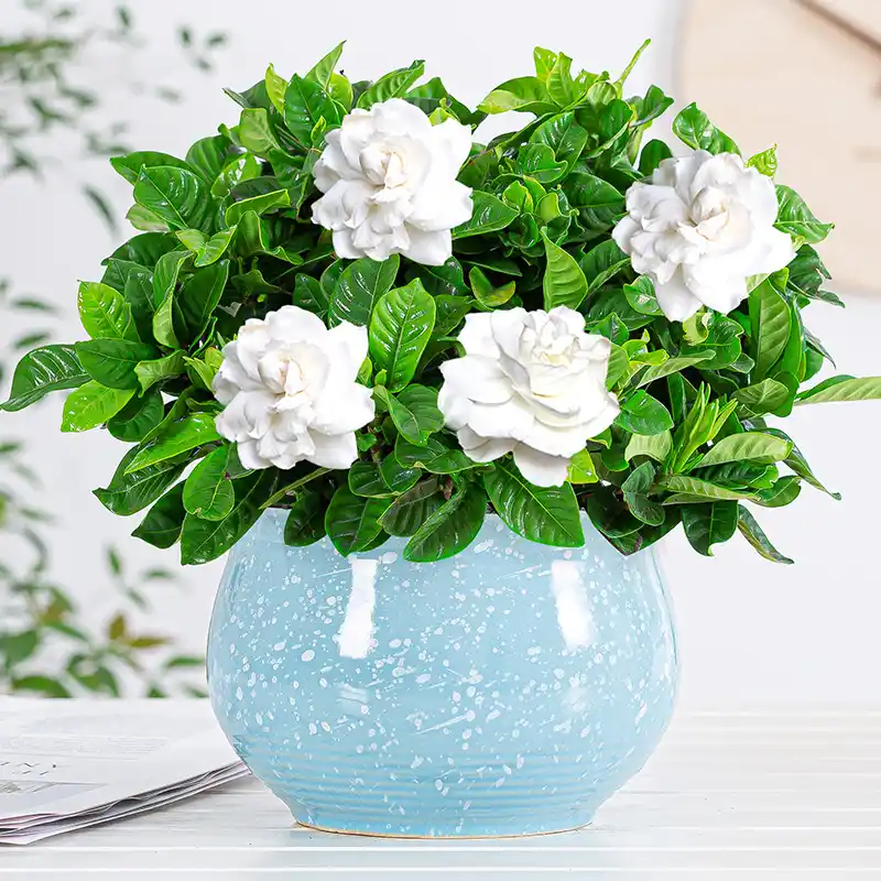 栀子花