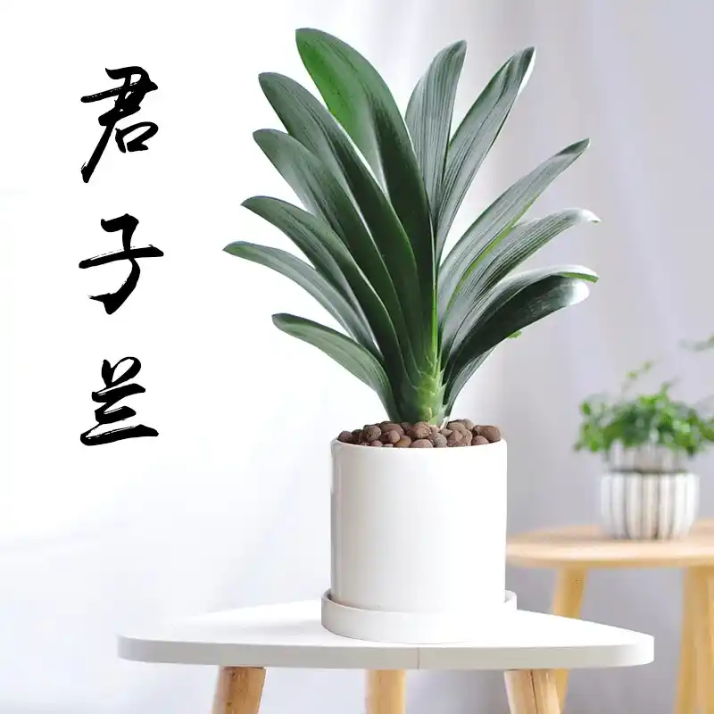 http://yangzhinew.oss-cn-hangzhou.aliyuncs.com/data/upload/2025-04-22/ee4f2128eb6f4047aa0dcb651cb8bd76d9eabe4e.png