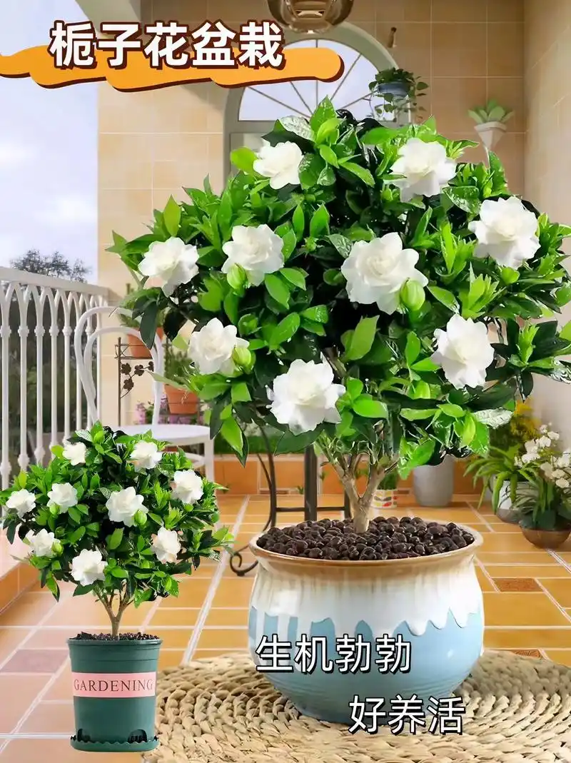 http://yangzhinew.oss-cn-hangzhou.aliyuncs.com/data/upload/2025-04-22/eeea344bf955293c9ab83e76831c155e69ad8357.png