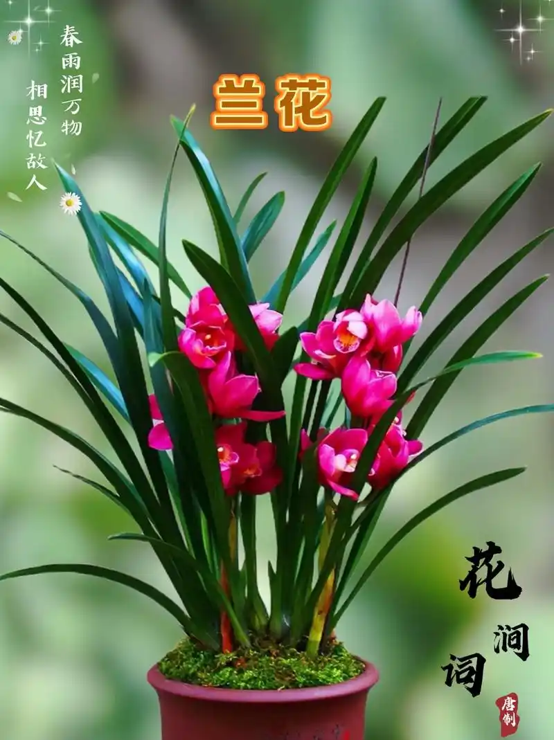  这款兰花已“苏醒”，素心高雅，兰香四溢，居家美化离不开它