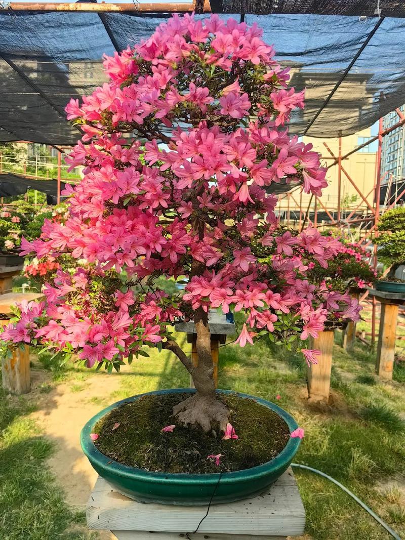http://yangzhinew.oss-cn-hangzhou.aliyuncs.com/data/upload/2025-04-23/16e504fb54694ef797797ed7115133f5a9b943dc.png