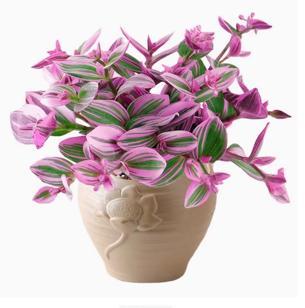 http://yangzhinew.oss-cn-hangzhou.aliyuncs.com/data/upload/2025-04-23/1a9da786463ced87dd077df5e06b866041e62902.png