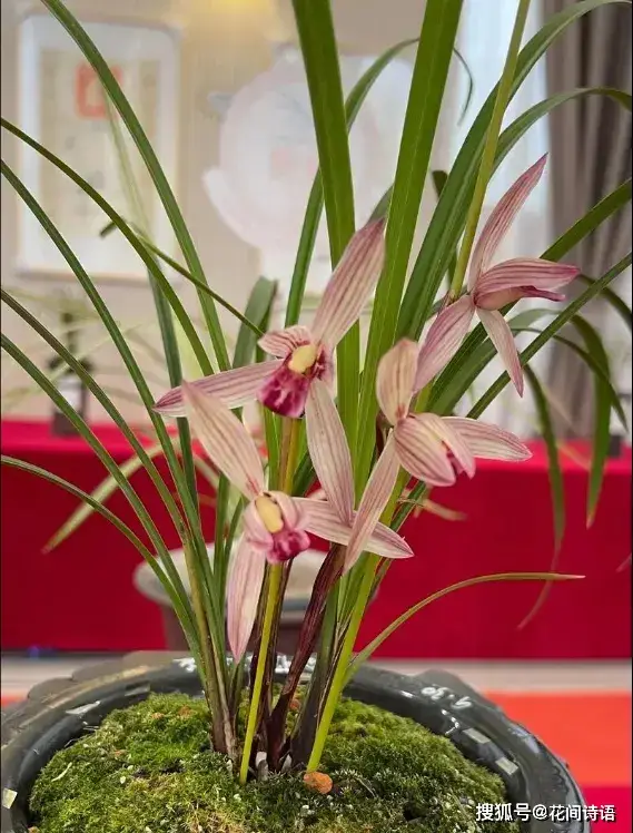 http://yangzhinew.oss-cn-hangzhou.aliyuncs.com/data/upload/2025-04-23/4c62f0f735d91bbd59bf3f0b0e39dea99809cdce.png
