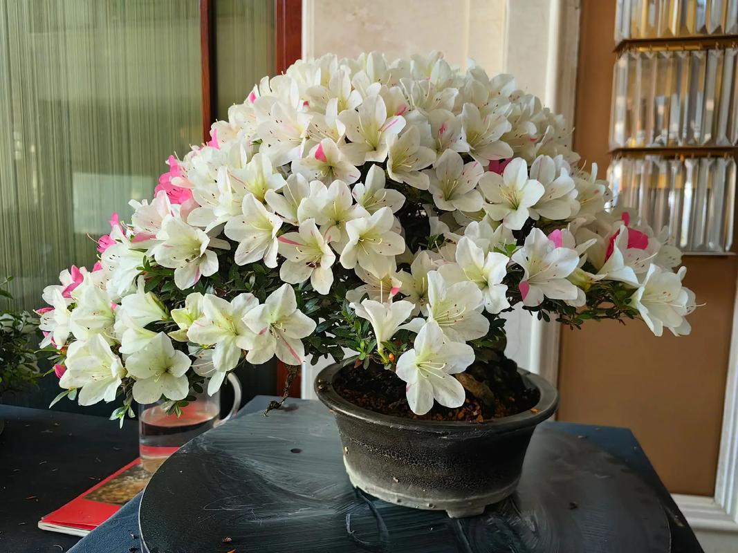 杜鹃花