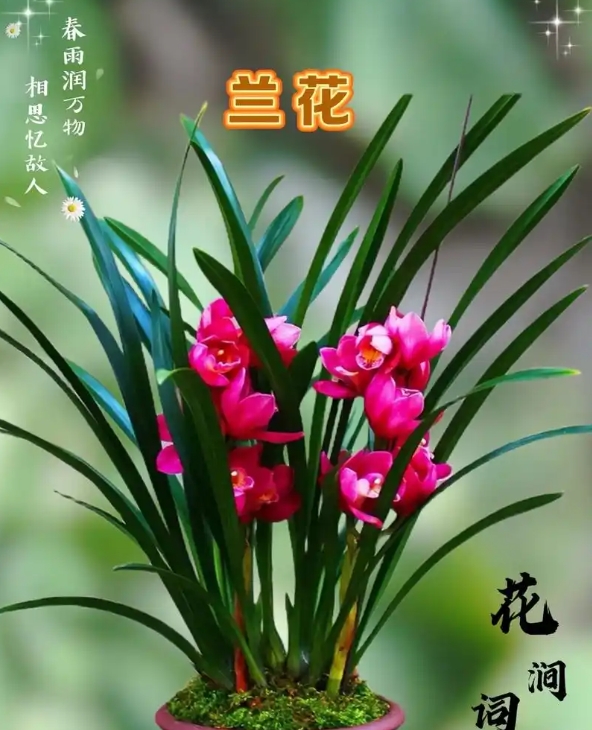  云南一前辈，养了这么多年兰花，凭一盆“奇特”兰花走红，惊呆了