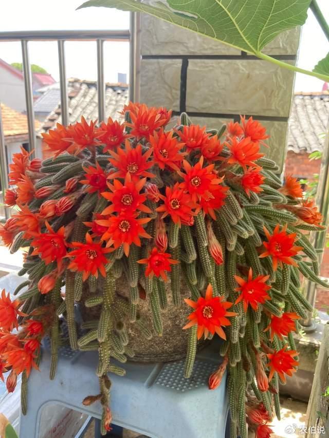 仙人掌