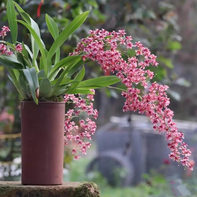 绿植租赁，绿植购买,鲜花租赁，鲜花购买