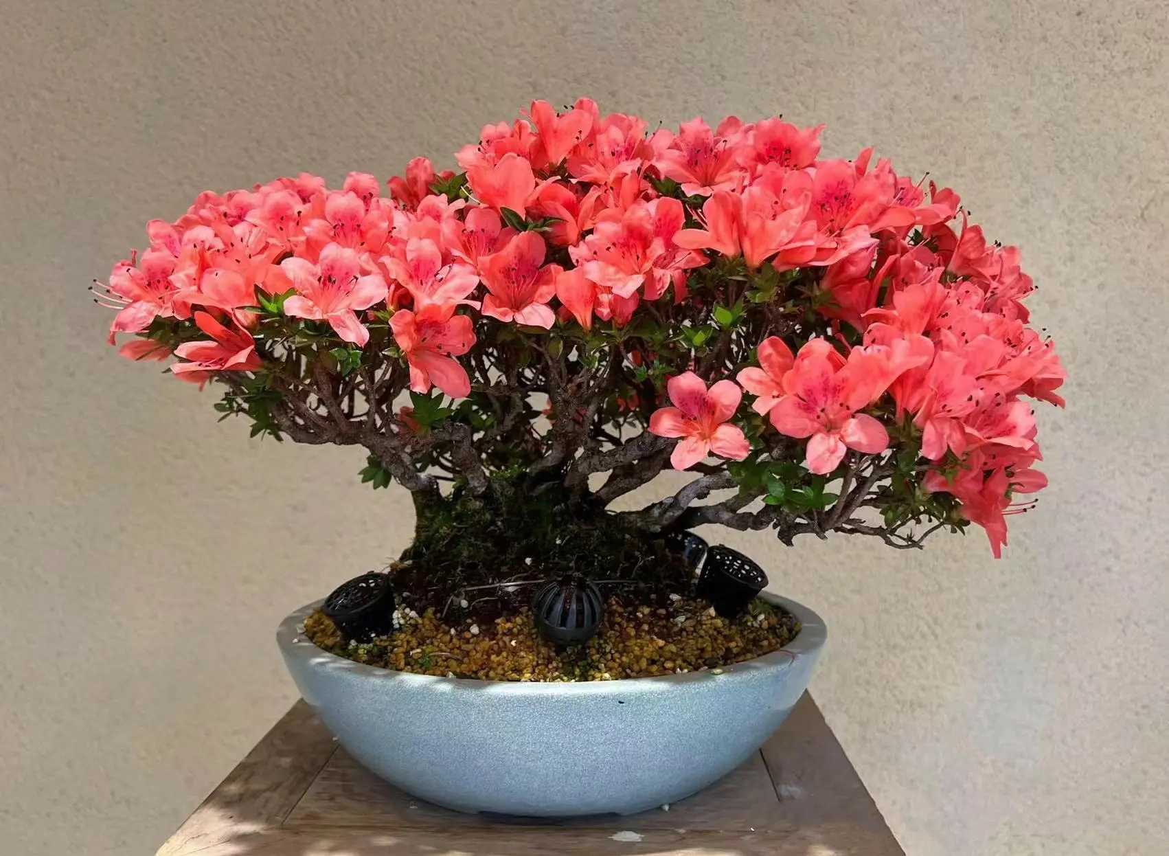 杜鹃花