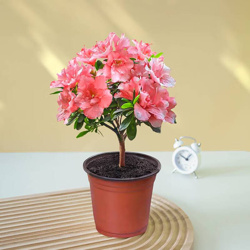 http://yangzhinew.oss-cn-hangzhou.aliyuncs.com/data/upload/2025-04-23/6c84e776ea6557284e159ea8cf0fb7314c1b6560.png