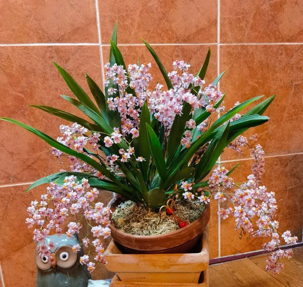 文心兰,绿植租赁，绿植购买,鲜花租赁，鲜花购买