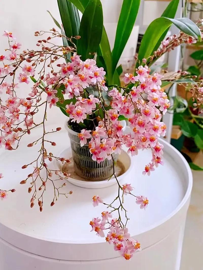文心兰,绿植租赁，绿植购买,鲜花租赁，鲜花购买