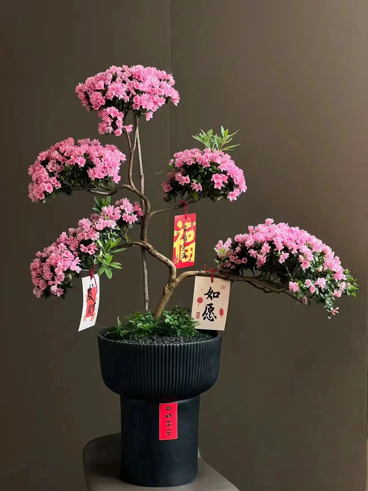 杜鹃花