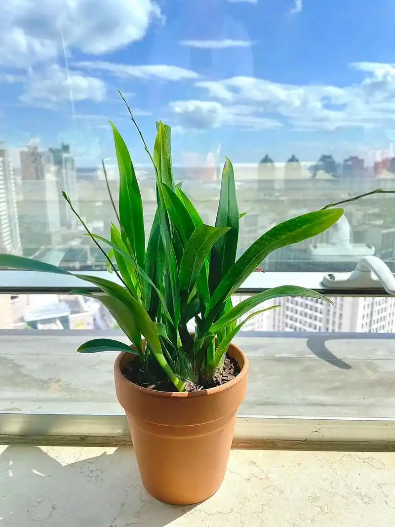 文心兰闹脾气不开花，该怎么促进开花？做好这几点就够了