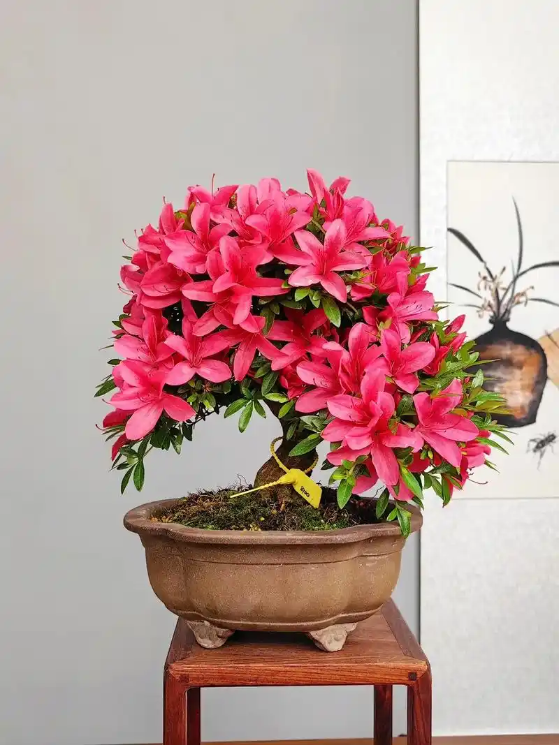 杜鹃花