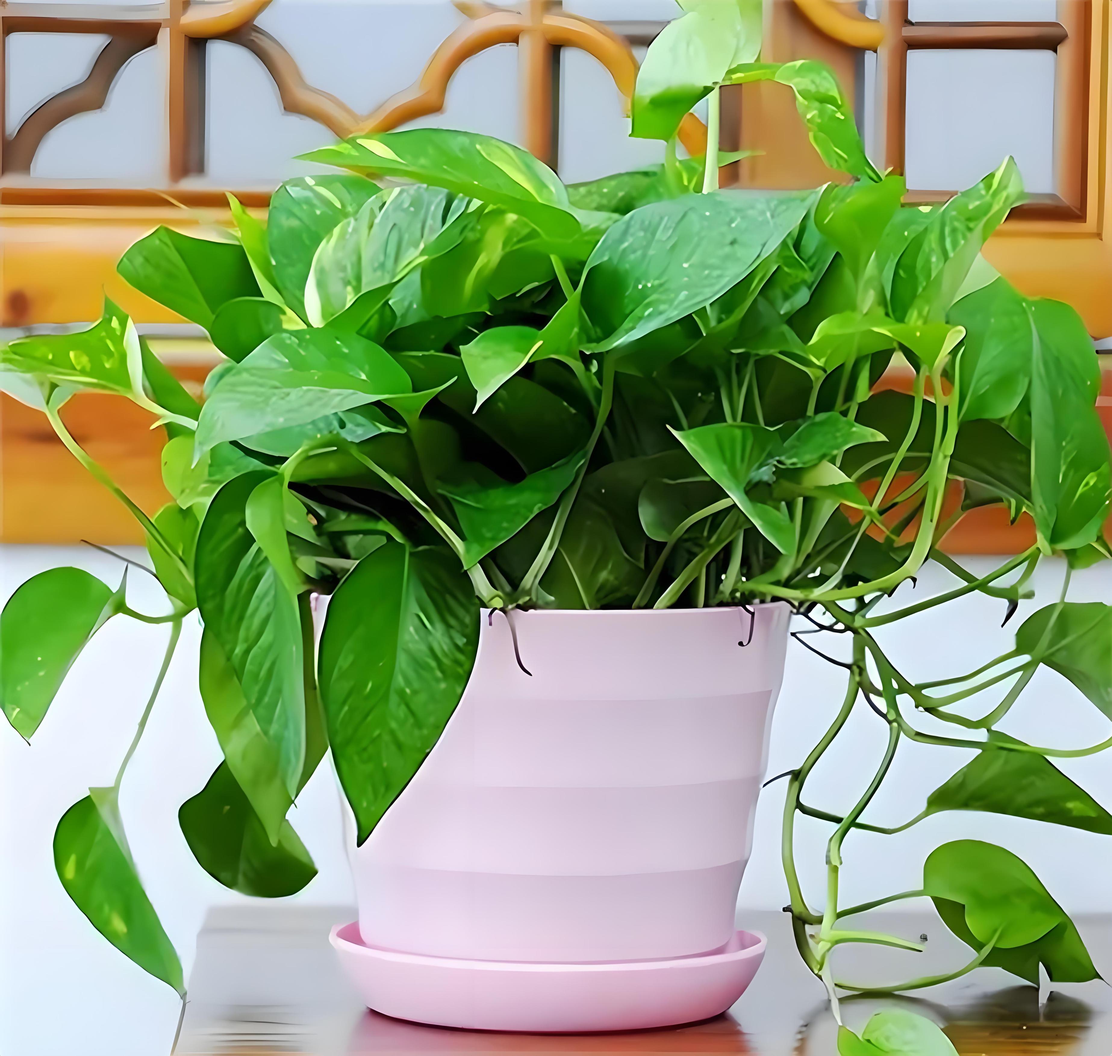  绿萝在室内发黄怎么办