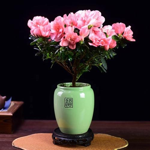 高手养杜鹃花，配土时都放上“2样”东西，难怪长得旺，开花多