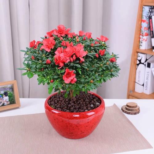 http://yangzhinew.oss-cn-hangzhou.aliyuncs.com/data/upload/2025-04-23/d07c896e45e3a47230c86a8a1dd5031463da11c5.png