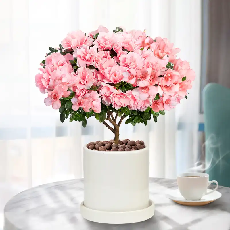 杜鹃花
