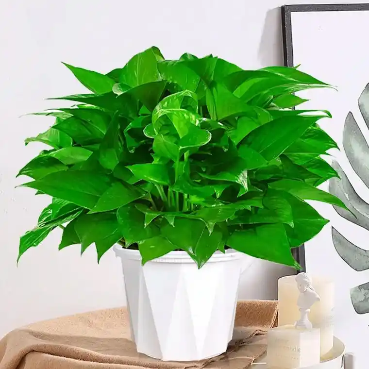 还在养绿萝吗？此茶花才是正统，花色鲜艳，花型大气，一朵香一室