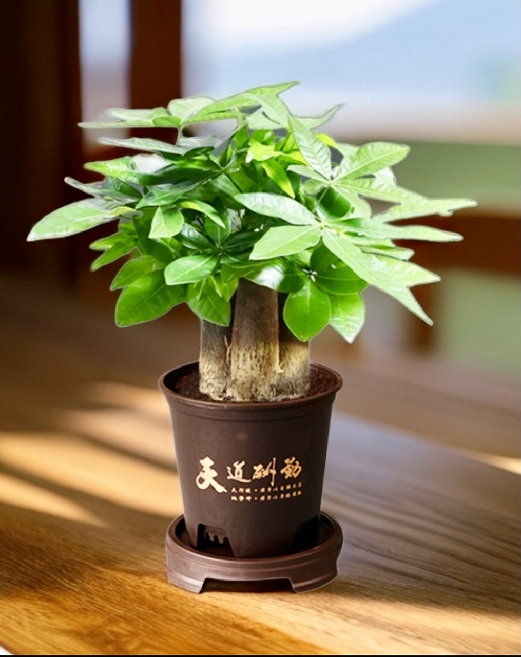 发财树